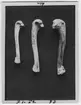 '3 ben av Tordmule och 2 st ben av garfågel. Vänster humerus. Coll.an.555, Coll.an.6112, Coll.an.6115. :: 1932-5808. ::  ::  :: Ingår i serie med fotonr. 2984-3010, foton och teckningar på dront och garfågel bl.a.'