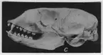 'Skalle av knubbsäl. Sedd från sidan. ::  :: Ingår i serie med fotonr. 3043-3051.'