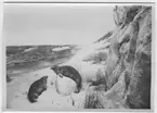 'Ringlad säl och knubbsäl, på strand vid klippor.¨ ::  :: Ingår i en serie fotonr. 3096-3108 med 12 st fotografier av dioramorna i Zoologiska museet i Berlin och fotonr. 3109-3120 med 12 st fotografier av dioramorna i Hermann-Roemer-museet, Hildesheim.'