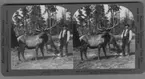 '1 man med spann/hink vid 1 älg med horn och 1 älg utan horn. :: ''9316 - A Cascade Mountain Elk (3 years old, Horns, 8 week´s growth), Washington, U.S.A.'' ::  :: Ingår i serie med fotonr. 315-422.'