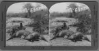 '2 fällda vattenbockar, 1 man sitter bakom dem. ::  :: ''17009 - A pair of Water Bucks on Rekuse river, Rhodesia, Africa.'' ::  :: Ingår i serie med fotonr. 315-422.'