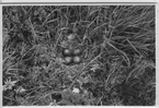 'Biologiska föreningens utfärd till Tåkern, Vadstena m.fl. platser: ::  :: Bo med 4 ägg av storspov, närbild. Boet i ört- och gräsvegetation. ::  :: Se fotonr. 3588-3634 samt 3661-3677.'