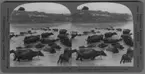 '20-30 bufflar badar i floden Jumna. :: ''12547 - Buffaloes bathing in the Jumna, Delhli, India.'' ::  :: Ingår i serie med fotonr. 315-422.'