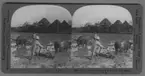 'Fillipinska lantbrukare harvar ett risfält. 2 förspända oxar och 2 män. ::  :: ''10064 - Filipino farmer harrvowing rice fields near Manila, P.I.'' ::  :: Ingår i serie med fotonr. 315-422.'