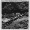 '14 st personer bär 1 kanot i floden. Text på baksidan: ''Vid ett vattenfall i Sembakongfloden. Kanoten måste dragas över land. R. Blomberg'' :: Ingår i serie med fotonr. 4038:1-4.'