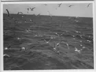 '''Skageraks''expedition 6-10 juni 1939: ::  :: Fågelmoln över vatten. ::  :: Ingår i serie 4101:1-8.'