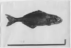 Svartfisk, sedd från sidan. Fynddatum: 1940-04-25 .