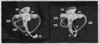 'Hinnlabyrinter hos havsmus. Organens delar utmärkta: fr.bg, h, g, ö.h, u.h, b.bg samt y.bg. Fynddatum: 1917-07-06. ::  :: Ingår i serie med fotonr. 4177-4184.'