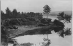 'Bilder från Hornborgasjön från: R. Söderberg: '' Hornborgasjön och dess fornsjöområde'' Del I 1932. ::  :: Torvbrant med ett torvblock som av vågor brutits loss, 2 tallar växer på detta. Hornborgasjön innan sänkningen. Eka. Sjösänkning. ::  :: Ingår i serie med fotonr. 4245:1-35.'