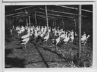 'Ett 90-tal försöksstorkar, som omkring 1933-09-12 utsläpptes från Vogelwarte Rositten. ::  :: Bild på storkarna i hägn.'