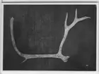 'Subfossilt vänsterhorn av ren. Fynddatum: 1935-00-00 eller 1936-00-00. ::  :: Se även fotonr. 4476 och 6997:1-3.'