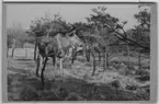 Älg, hona, Slottsskogshagen, stående bland furuträd. Staket i bakgrunden.