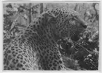 'Leopard. Skadeskjuten. Närbild på huvudet, skadan syns ej. ::  :: Ingår i serie med fotonr. 4337-4348.'