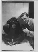 'Schimpans  '' Gyggi'' som blev ca 10 år. Antagligen är apan död. 1 man står bredvid schimpansen som sitter på ett bord. Dog: 1945-10-11. ::  :: Coll.an 7283'