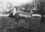 'Gaffelbock, färdigt montage uppställt på gården till Ostindiska huset.  Monterad av konservator Hilmer Skoog. I bakgrunden står en byst på piedestal. Fynddatum 1907-00-00. Coll.an. 2698. ::  :: Gaffelbocken står utställd i monterskåp nr. 55 (54) i däggdjurssalen på Göteborgs Naturhistoriska Museum (2007-11-01). ::  :: Ingår i serie med fotonr. 4374:1-3.'