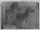 '2 monterade zebror: ::  :: vänstra, Zebra. Ma.ex. 472. Coll.an. 4614. Fyndplats: Natal, Umfolosifloden. Död i fångenskap i Göteborg, sannolikt 1892. ::  :: högra, (Chapman)zebra. Ma.ex. 699. Coll.an. 4614. Fynddatum: 1905-08-19. Fyndplats: Sydafrika, Natal, Umfolosifloden. Monterad av David Sjölander. Chapmanzebran finns utställd i däggdjurssalen i monterskåp nr 31 på Göteborgs Naturhistoriska Museum (2007-10-31) ::  :: Ingår i serie med fotonr. 4450-4452.'