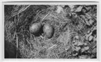 'Bo med 2 st ägg av silltrut. ::  :: Text på baksidan av fotot: ''Silltrutens bo med 2 st ägg.'' ::  :: Ingår i serie med fotonr. 4500:1-172.'