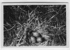 'Text enligt foto: ''Bo med 3 st starkt ruvade ägg, varav det översta är kläckfärdigt, på en tuva. Fotot är taget på 55 cm avstånd.'' ::  :: Ingår i serie med fotonr. 4500:1-172.'