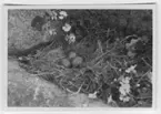 'Bo med 3 st ägg av fiskmås, i bergskreva. ::  :: Text på baksidan av fotot: ''Detta fotografi tog jag på ett fiskmåsbo i en bergskreva med 3 st ägg dekorerade med vita blommor. Måsarna och tärnorna var de mest aggressiva, som jag varit med om,. De störtdök ideligen och skrek så det slog lock för öronen. Exskrementer från tärnorna sprutade om mig. Fotot är taget på en meters avstånd.'' ::  :: Ingår i serie med fotonr. 4540:1-24.'