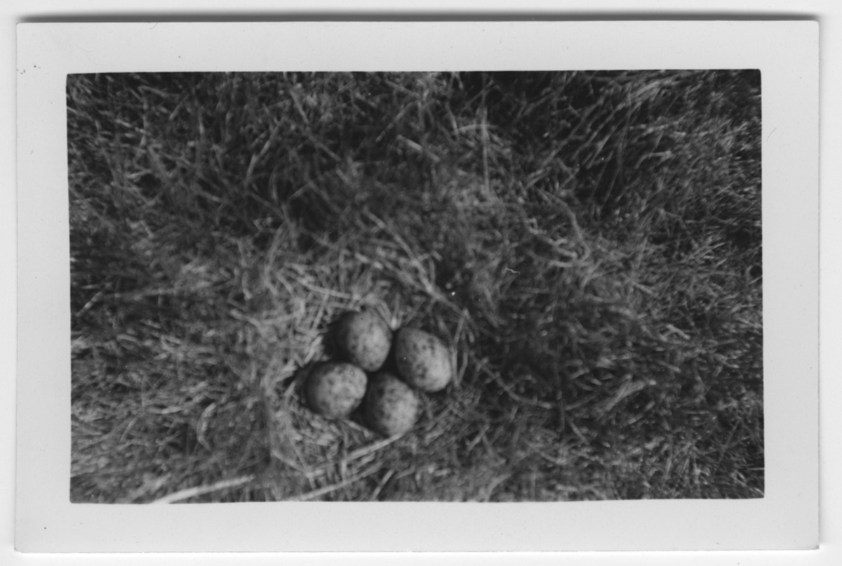 '4 st ägg av vipa i bo. Oskarp bild. ::  :: Text på baksidan av fotot: Vipans bo med 4 st 10 dagar ruvade ägg vid en göl på en äng invid järnvägen på Billdal den 5 maj 1950. På andra sidan denna hade en annan vipa sitt bo''. ::  :: Ingår i serie med fotonr. 4544:1-35.'