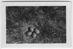 '4 st ägg av vipa i bo. Oskarp bild. ::  :: Text på baksidan av fotot: Vipans bo med 4 st 10 dagar ruvade ägg vid en göl på en äng invid järnvägen på Billdal den 5 maj 1950. På andra sidan denna hade en annan vipa sitt bo''. ::  :: Ingår i serie med fotonr. 4544:1-35.'