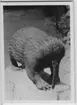 'Monterat Långnäbbat myrpiggsvin. ''Photo des präparierten Tieras.'' :: Fynddatum: 1912-00-00. :: Coll.an.7490. ::  :: Djuret finns utställt som montage i monterskåp nr. 33 i däggdjurssalen på Göteborgs Naturhistoriska Museum. ::  :: Se även fotonr. 4548:1.'