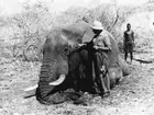 'Monteringen av Göteborgs Naturhistoriska museums elefant, från Angola. ::  :: En man (David Sjölander) invid elefanten, med geväret lutande mot elefantkroppen. Ytterligare en man bakom elefanten. Fynddatum: 1948-12-04. Elefanten skjuten och monterad av David Sjölander. ::  :: Elefanten finns utställd på Göteborgs Naturhistoriska Museum i däggdjurssalen. ::  :: Ingår i serie med fotonr. 4576:1-18.'