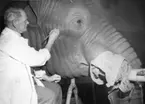 'Monteringen av Göteborgs Naturhistoriska museums elefant, från Angola. ::  :: Elefantmontagets lerform finbearbetas av konservator David Sjölander. Närbild på honom sittandes invid elefanthuvudet. ::  :: Fynddatum: 1948-12-04. Elefanten skjuten och monterad av David Sjölander. ::  :: Elefanten finns utställd på Göteborgs Naturhistoriska Museum i däggdjurssalen. ::  :: Ingår i serie med fotonr. 4576:1-18.'