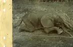 'Elefant, hane juvenil, fotograferad i naturen liggande på marken ::  :: Coll.an.nr. 2923. :: Monterad av David Sjölander 1948. :: Montaget finns utställt  i däggdjurssalen i monterskåp nr. 51på Göteborgs Naturhistoriska Museum.'