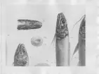 Avfotografering av teckningar av Porogadus nudus. Ur O. Nybelin: Deep-Sea Bottom-Fishes. sid. 292.