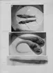 'Nr 2) Echinomacrurus mollis ::  :: Ingår i serie med fotonr. 4585- 4587 , ur Orvar Nybelin: Deep-Sea Bottom-Fishes. Plate 1, fig. 3. Reports of the swedish deep-sea expeditioen volym 2 häfte 20. ::  :: Stämpel på baksidan: ''Elanders boktryckeri aktiebolag, Douglas Elander''.'