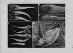 'Nr 4) 1 st Lionurus carapinus euabyssalis. ::  :: Ingår i serie med fotonr. 4601-4605, ur O. Nybelin: Deep-Sea Bottom-Fishes. Plate IV. fig. 1. Reports of the swedish deep-sea expedition Volym 2 häfte 20. ::  :: Stämpel på baksidan: ''Elanders boktryckeri aktiebolag, Douglas Elander''.'