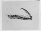 'Cyclothone microdon ::  :: Ur O. Nybelin: Fishes coll. by the ''Skagerrak'' Exp. etc. Plate III, fig. 1.'