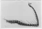 'Cyclothone pallida ::  :: Ur O. Nybelin: Fishes coll. by the ''Skagerrak'' Exp. etc. Plate III, fig. 2.'