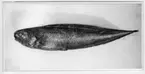 'Bassogigas crassus, sedd från sidan. :: Ur O. Nybelin: Fishes coll. by the ''Skagerrak''. Expedition etc. Pl. V, fig 1.'