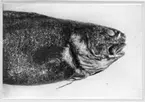 'Bassogigas crassus, huvud sett från sidan. :: Ur O. Nybelin: Fishes coll. by the ''Skagerrak''. Expedition etc. Pl. V, fig 2.'