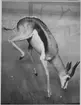 'Monterad springbock. Hane. Fynddatum: 1912-10-15. Fyndplats: Portugisiska Västafrika, Coroca. Monterad av Hilmer Skoog. Gen.kat.nr. 1913-2277. Ma.ex. 829. ::  :: Springbocken finns utställd i monterskåp nr. 53 i däggdjurssalen på Göteborgs Naturhistoriska Museum (2007-10-31).'