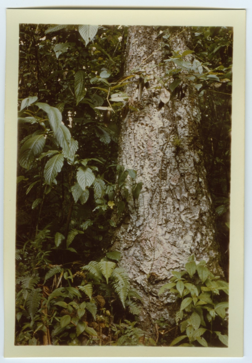 'Färgkopior efter diabilder tagna av Bengt Hubendick 1966 i  Amazonas, ett par mil norr om Manaus i Beléms botaniska trädgård och på Trinidad: ::  :: Närbild på träd. Regnskog. ::  :: Ingår i serie med fotonr. 4730-4768.'