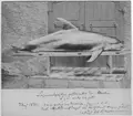 'Vitnosdelfin liggande på träbänk utanför byggnad, sedd från sidan. Den ligger på en träbänk utanför port, ev. Ostindiska huset. Text på fotot: hona, ca 2,5 fot lång, Funnen 1875-05-07 4 mil väster om Morup, funnen död, skjuten dagen innan vid Kalvsund, inköpt för Riksmuseum.'' ::  :: Se även fotonr. 4788:1.'