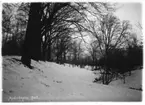 Vinterbild med träd och å. Vinterlandskap med snöklädd markk. Trädvegetation.