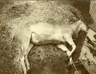 'Sabelantilop liggande på hö  i ''spilta'' . Intill plansch med ''cirkusmotiv''. Närbild. Död i fångenskap på Cuneos menageri Göteborg 1910-08-19. Coll.an 4638 ::  :: Finns utställd i däggdjurssalen, monterskåp 49. ::  :: Ingår i serie med fotonr. 506-513.'