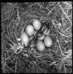 'Bildtext: ''Bergandbo.'' Närbild på 8 st ägg av bergand. ::  :: Ingår i serie med fotonr. 5168:1-8, numrerade med bildnr 239-246. Se även hela serien med fotonr. 5155-5174.'