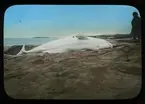 'Val liggande på strand, 1 person stående intill. Liggande på kal berghäll, hav i bakgrunden. Text på på glaset: ''While porpoise whole at .... ... H.B. Delshine lucas.''? ::  :: Ingår i serie med fotonr. 5203:1-22. Se även hela fotonr. 5202-5218 med bilder från Frits Johansen.'