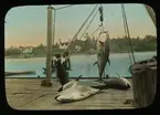 '4 fiskade tonfiskar, varav 1 hängande i hissanorning som 2 män arbetar med. Vy med havet och bebyggelse. Text på glaset: ''Tuna fishing at Hubbards, N.S. Unloading tuna fish at dock.'' På andra sidan syns hus på land. ::  :: Ingår i serie med fotonr. 5205:1-20. Se även hela fotonr. 5202-5218 med bilder från Frits Johansen.'