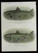 'Illustration av 2 st laxfiskar.Text under bilden: ''Landlocked salmon, Salmo sebago (Girard.) Breeding male, 19 inches long. From Rangeley stream, Oquossoe, Me, överst samt Landlocked salmon, Salmo sebago (Girard.) Nearly ripe female, 19 inches long. From Rangeley stream, Oquossoe, Me, nederst. ''Text på glaset:'' hona och hane av Landolocked salmon (Salmon sebago) - maine''. Och ''Department of the interior.'' ::  ::  :: Ingår i serie med fotonr. 5205:1-20. Se även hela fotonr. 5202-5218 med bilder från Frits Johansen.'