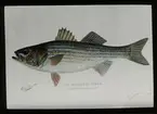 'Illustration av strimmig havsabborre. Text under bilden: ''The striped bass. Roccus lineatus.'' Text på glaset:'' Department of the interior.'' ::  ::  :: Ingår i serie med fotonr. 5205:1-20. Se även hela fotonr. 5202-5218 med bilder från Frits Johansen.'