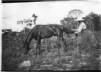 'Diverse fotografier från bl.a. dåvarande Nordrhodesia, nu Zambia, tagna av Konsul Magnus Leijer. ::  :: En kvinna arbetandes med svansen på en betande häst, båda fotograferade från sidan, hästens främre hovar är sammankopplade. I bakgrunden skog.'