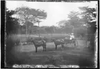 'Diverse fotografier från bl.a. dåvarande Nordrhodesia, nu Zambia, tagna av Konsul Magnus Leijer. ::  :: 1 st kvinna med bebis i famnen, 1 st man sittades i vagn dragen av 2 hästar. Bakom står 1 st man. Samtliga på gräsfält, grusväg och träd i bakgrunden.'