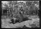 'Diverse fotografier från bl.a. dåvarande Nordrhodesia, nu Zambia, tagna av Konsul Magnus Leijer. ::  :: 1 st man med gevär ståndes vid en åsna (?), bakom en vattenbuffel (?). I bakgrunden står och sitter ett flertal män halvt dolda bland trädstammar.'