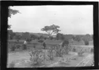 'Diverse fotografier från bl.a. dåvarande Nordrhodesia, nu Zambia, tagna av Konsul Magnus Leijer. ::  :: En kvinna plockandes i en inhängnad trädgård. Fotograferad från avstånd. I bakgrunden är en byggnad synlig bland träd.'